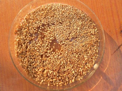 Organic Bhut Jolokia Seeds, Form : Dried