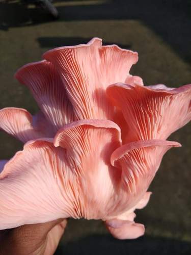 Organic Pink Mushroom, For Cooking, Style : Fresh