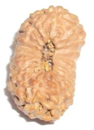 21 Mukhi Java Rudraksha Beads, Color : Brown