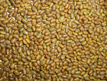 Sesbania Seed