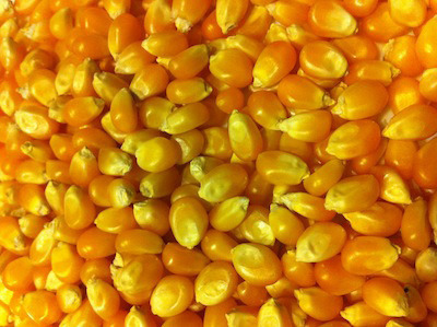 Raw Maize Seeds, For Animal Food, Cattle Feed, Packaging Type : Plastic Pouch, Vacuum Pack