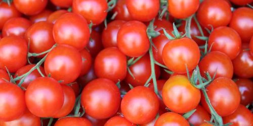 Organic Fresh Tomato, Packaging Size : 5-20kg, Etc