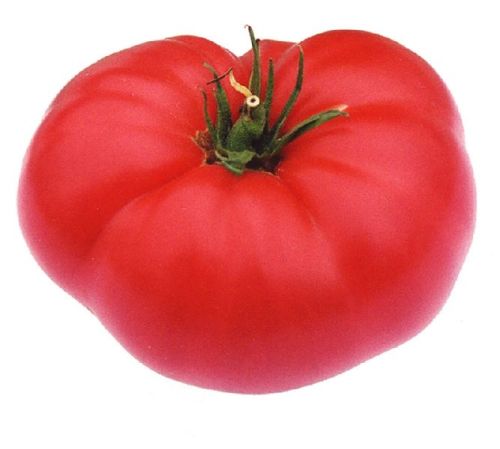 Organic Natural Tomato, Color : Red