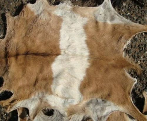 Raw Goat Skins, For Auto Upholstery, Belt, Garment, Handbag, Home Textile, Luggage, Pattern : Fine Grain