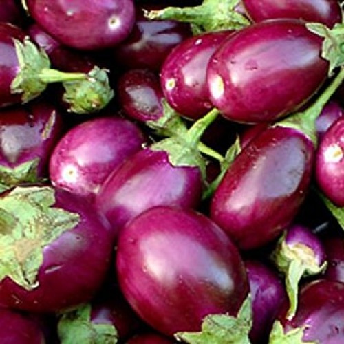 Organic Fresh Brinjal