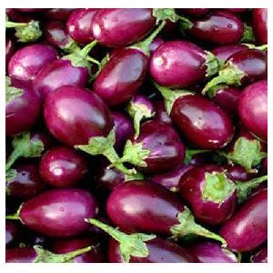 Organic Natural Brinjal, Packaging Type : Plastic Pouch, PP Bag