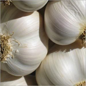 Common Normal White Garlic