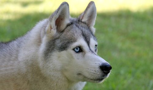 Siberian Husky Dog