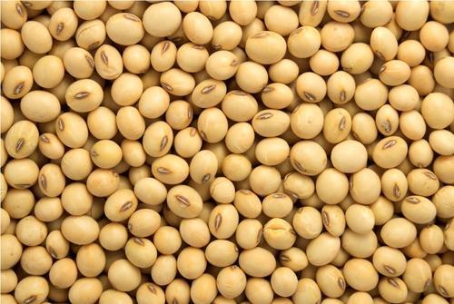 Organic Soybean Seeds, Packaging Type : Plastic Bags, Sack Bags