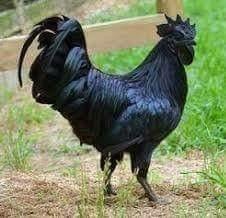 Kadaknath Hens, For Household, Mess, Poultry Farming, Restaurant, Style : Live