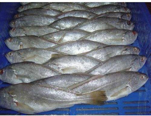 Frozen Croaker Fish, For Human Consumption, Making Medicine, Feature : Good For Health, Protein