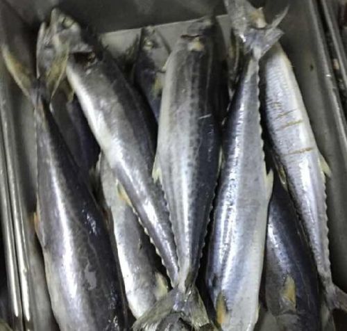 Frozen King Fish, For Human Consumption, Making Medicine, Making Oil, Feature : Good For Health, Protein