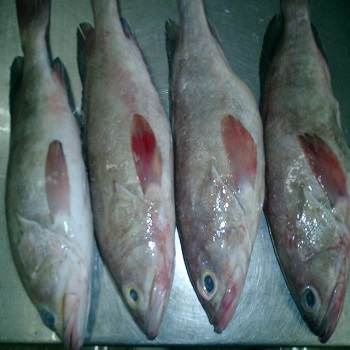 Frozen Reef Cod Fish, For Household, Mess, Restaurant, Feature : High Nutrition, High Protein