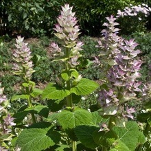 Clary Sage Oil, Certification : MSDS, Certificate Of Analysis