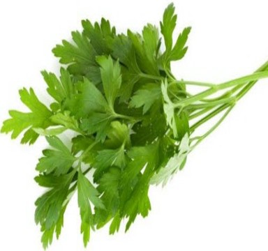 Fresh Coriander Leaves, Purity : 100%