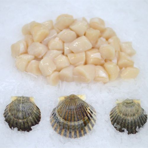 Frozen Shell Meat, Freezing Processing : Cold Storage for Cooking