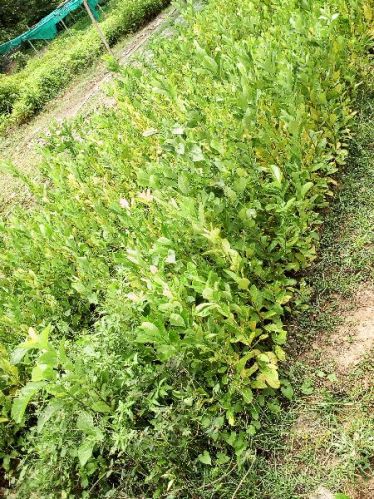 Natural Assam Lemon Plant For Culinary Non-culinary Purposes
