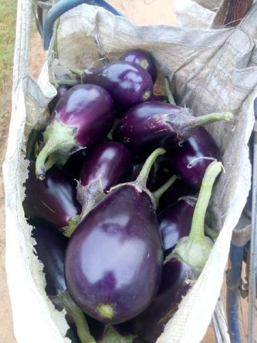 Brinjal, Variety : Fresh