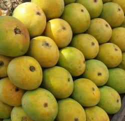 Mango, Variety : Dasheri