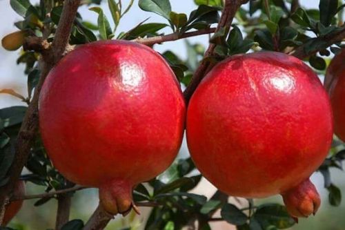 Pomegranate, Variety : Bhagwa