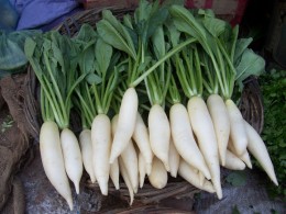 Radish