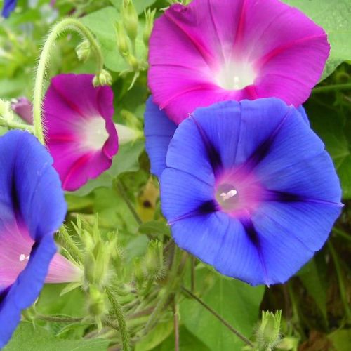 Ipomoea Morning Glory Seeds