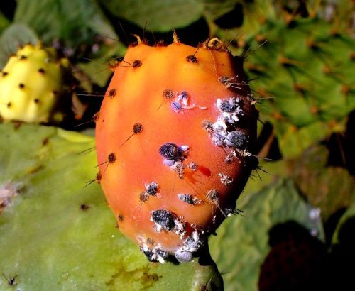 Dichlorvos 76% E.C. Insecticide