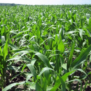 Lambda Cyhalothrin 5% EC Insecticide