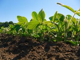 Sulfosulfuron 75% WG Herbicide