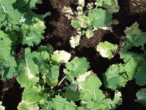 Thiamethoxam 25% WG Insecticide