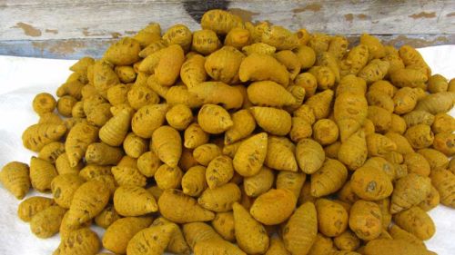 Bulb Turmeric