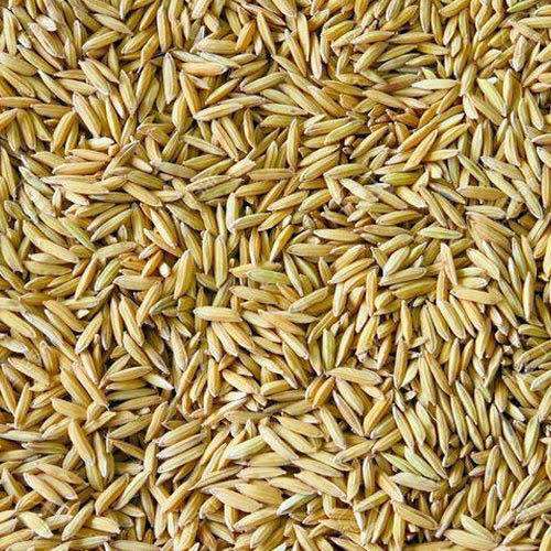 Natural Paddy Seeds, Style : Frozen