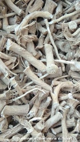 Dried Punarnava Root