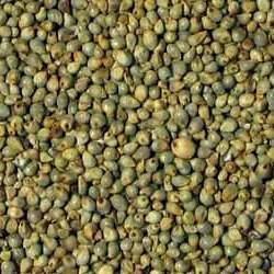 Fine Processed Organic Millet Seeds, For Cooking, Packaging Type : Gunny Bag, Plastic Bag
