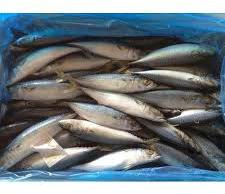 Frozen Mackerel Fish, For Cooking, Food, Human Consumption, Making Medicine, Making Oil, Packaging Type : Carton Box