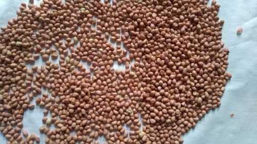 Organic Java Peanut Kernels, For Butter, Cooking Use, Making Oil, Style : Dried