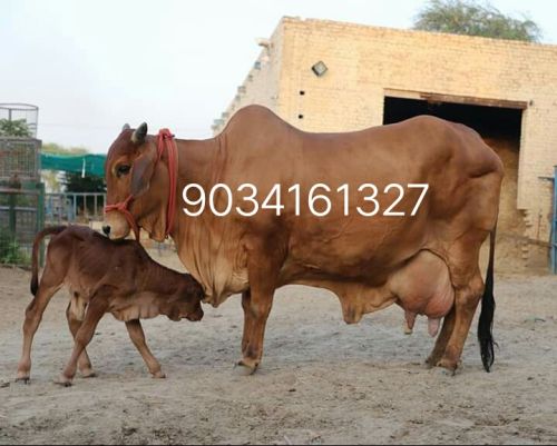 Milking Sahiwal Cows, For Dairy Use, Farming Use