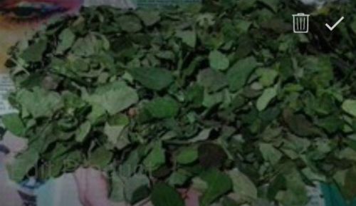 Natural Moringa Leaves, Color : Green