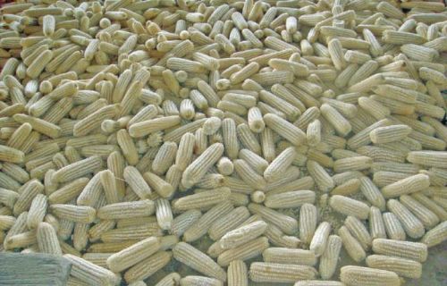 Non GMO White Corn Seeds, Packaging Type : Jute Bag, Pp Bag
