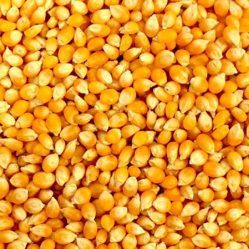 Common Non GMO Yellow Corn Seeds, Certification : ISO9001-2008