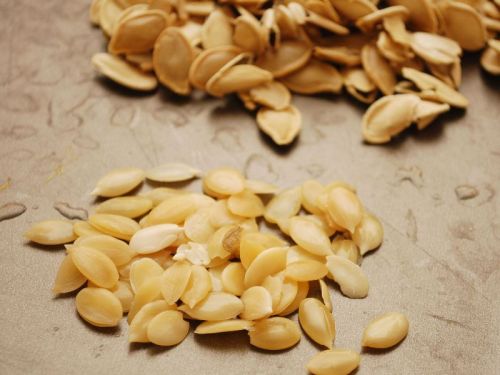 Pumpkin seeds 9.5-10cm, Purity : 99.9%