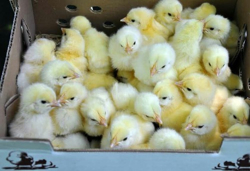 Ppf Chciks Broiler Chicks, For Farming, Size : 3inch