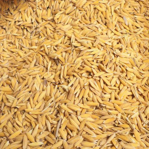 Organic Paddy Seeds, Style : Dried