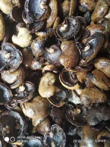 Cashew Shell