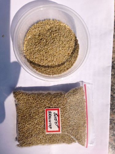 Fine Processed Organic Browntop Millet, For Cooking, Packaging Size : 25kg, 50kg