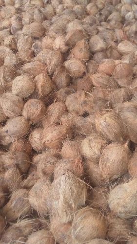 Hard Common Semi Husked Coconuts, Color : Brown, Form : Solid