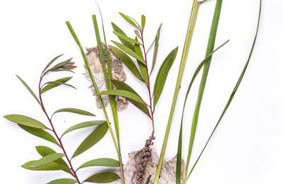 Dry Lemon Grass, Packaging Type : H.D.P.E. Bags