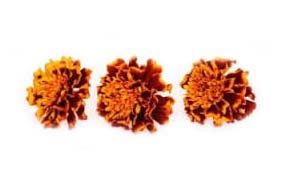 Dry Marigold Flower Petals, Packaging Type : Bulk