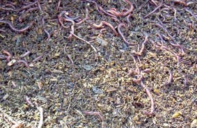 Big Plantation Vermicompost Fertilizer, Classification : A