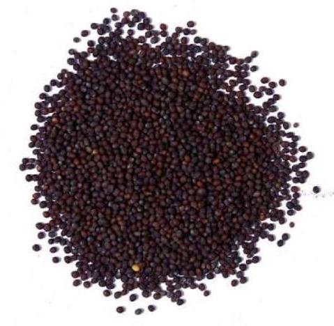 Mustard Seeds